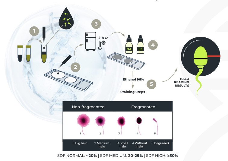 Halosperm G2PRO - Image 2